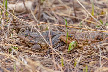 A frog sitting on the grass near the river. Close-up. Soft Focus