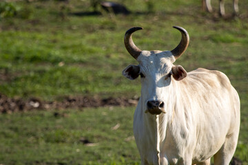 A large cow, a lot of meat standing in the farm Agricultural lawn area cattle at Thailand