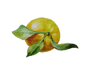 Tangerine with leaves, watercolor picture, isolated on a white background