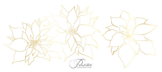 Poinsettia inflorescence in an elegant golden line
