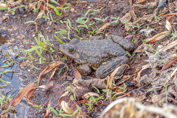 A frog sitting on the grass near the river. Close-up. Soft Focus