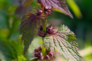 Field grass preparing to bloom, fresh buds