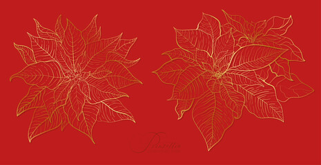 Red Poinsettia inflorescence in an elegant golden line