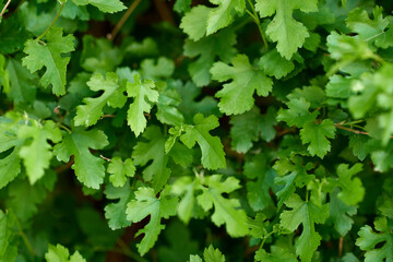 Fototapeta na wymiar Background of green fresh five-toed leaves serrated edges