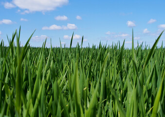 Bright blue sky with clouds and juicy spring grass