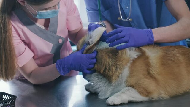 A team of veterinarians examines the ears of a sick Corgi dog