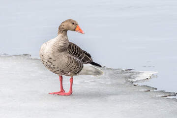 Greylag goose bird animal ice wildlife