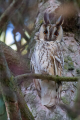 hibou