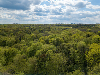 Fototapeta premium Green trees in deciduous forest in early spring. Aerial drone view.