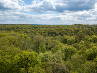 Fototapeta na wymiar Green trees in deciduous forest in early spring. Aerial drone view.