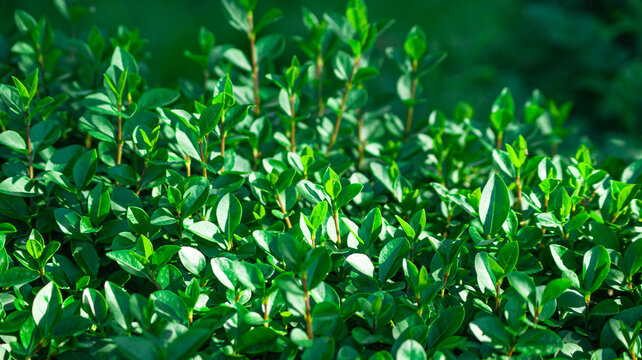 green herbs in the garden. natural background
