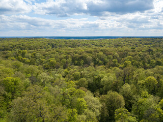 Fototapeta na wymiar Green trees in deciduous forest in early spring. Aerial drone view.