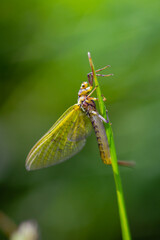 insecte