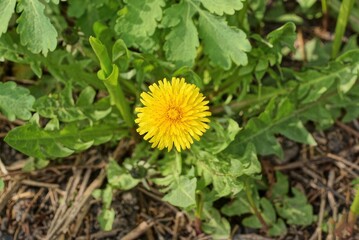one big yellow wild dandelion flower in green grass on nature