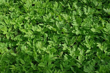 natural green plant texture from wild plants with many leaves in nature