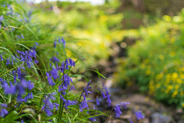 Bluebells