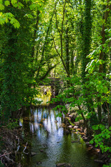 Obraz premium stream in the forest