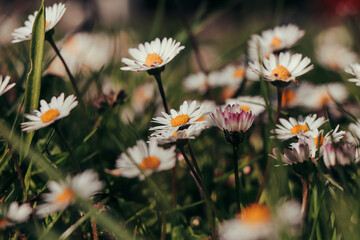 Garden full of white dancers in the form of Bellis perennis bending and dancing in the wind on a sunny spring day. Common daisy, lawn daisy a common plant in central Europe