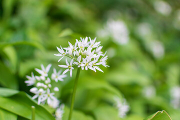 Wild Garlic