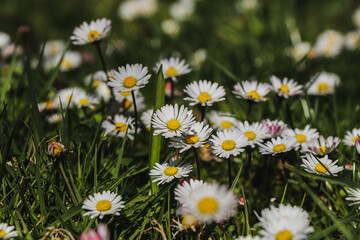 Fototapeta premium Wild grass infested with English daisy white fairies, highlighting the beauty of Mother Nature in the spring months. A dress made up of petals of Bellis perennis