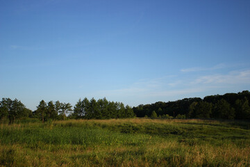Fototapeta premium forest and sky