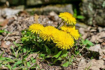 Dandelion