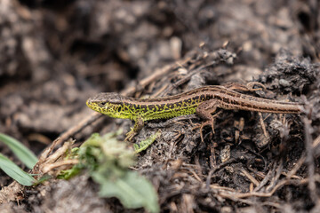 lizard on the ground