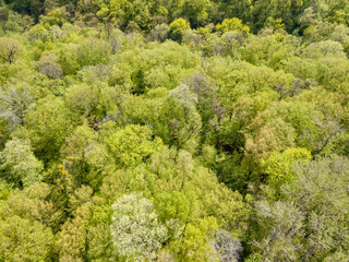 Naklejka premium Green trees in deciduous forest in early spring. Aerial drone view.