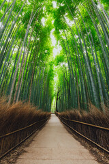 	
The Bamboo Forest of Arashiyama, Kyoto, Japan