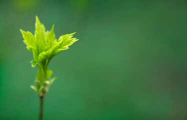 Young Spring Leaves.  Nature Spring and Summer background.