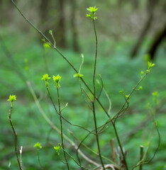 Young Spring Leaves.  Nature Spring and Summer background.