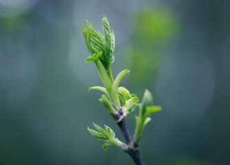 Young Spring Leaves.  Nature Spring and Summer background.