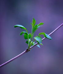 Young Spring Leaves.  Nature Spring and Summer background.