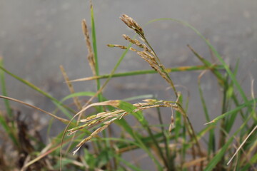 grass in the wind