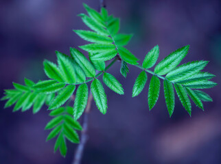 Young Spring Leaves.  Nature Spring and Summer background.