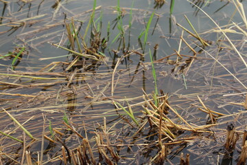 duck in the pond