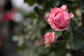 Pink rose