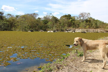 Dog in the river