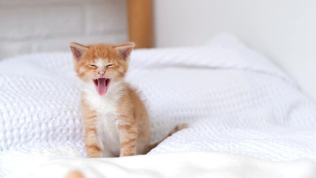  4k Portrait striped red ginger kitten wakes up, yawns and stretches. kitty looking at camera. Concept of happy adorable cat pets. Slow motion.