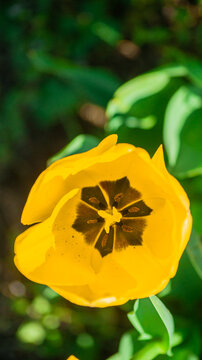 interior view of yellow tulip. tulip pollen and veins. natural background