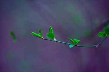 Young Spring Leaves.  Nature Spring and Summer background.