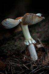 mushrooms in the forest
