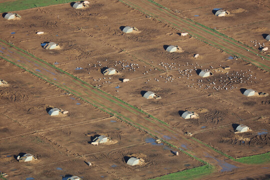 An aerial photograph taken from a helicopter of an outdoor pig farm in Britain. Many fenced pens with sheds contain swine being raised for meat production. Many gulls can also be seen in the mud.