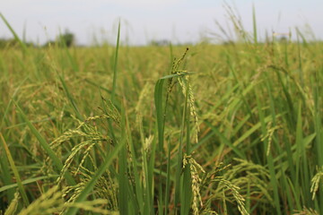 green wheat field