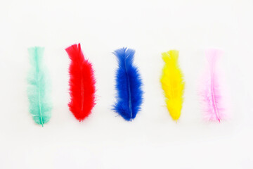 colorful soft fluffy bird feathers