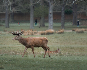 deer in the park