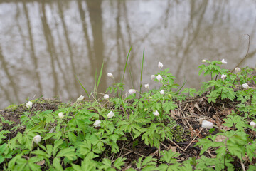 Snowdrops have small white flowers. Natural natural background. Spring has come concept