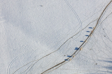 An aerial view taken from a helicopter of sheep walking through a snow covered field in winter. Many farm animals can be seen in a line moving through a beautiful snowy landscape