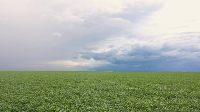 Agribusiness - Beautiful aerial image of soybean crop, grain crop, green soybean, soybean cultivation in Brazil, Detail of soybean leaves before harvest - Agriculture