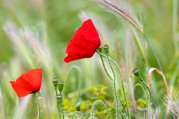PRIMER PLANO DE AMAPOLA ROJA SOBRE FONDO DE HIERBAS VERDES EN PRIMAVERA.